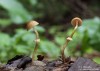 sametovka bezpórá (Houby), Pholiotina aporos (Fungi)